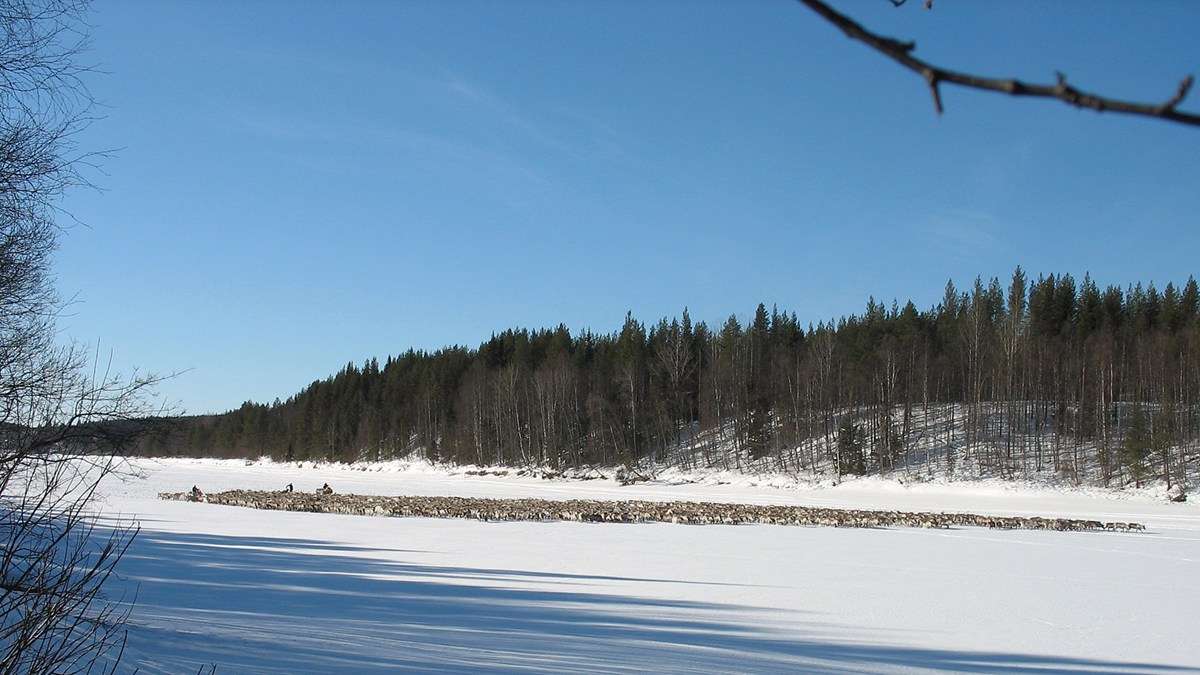 Reindeers on the Vindeln River. Photo: Thomas Sarri, SR Sámi Radio