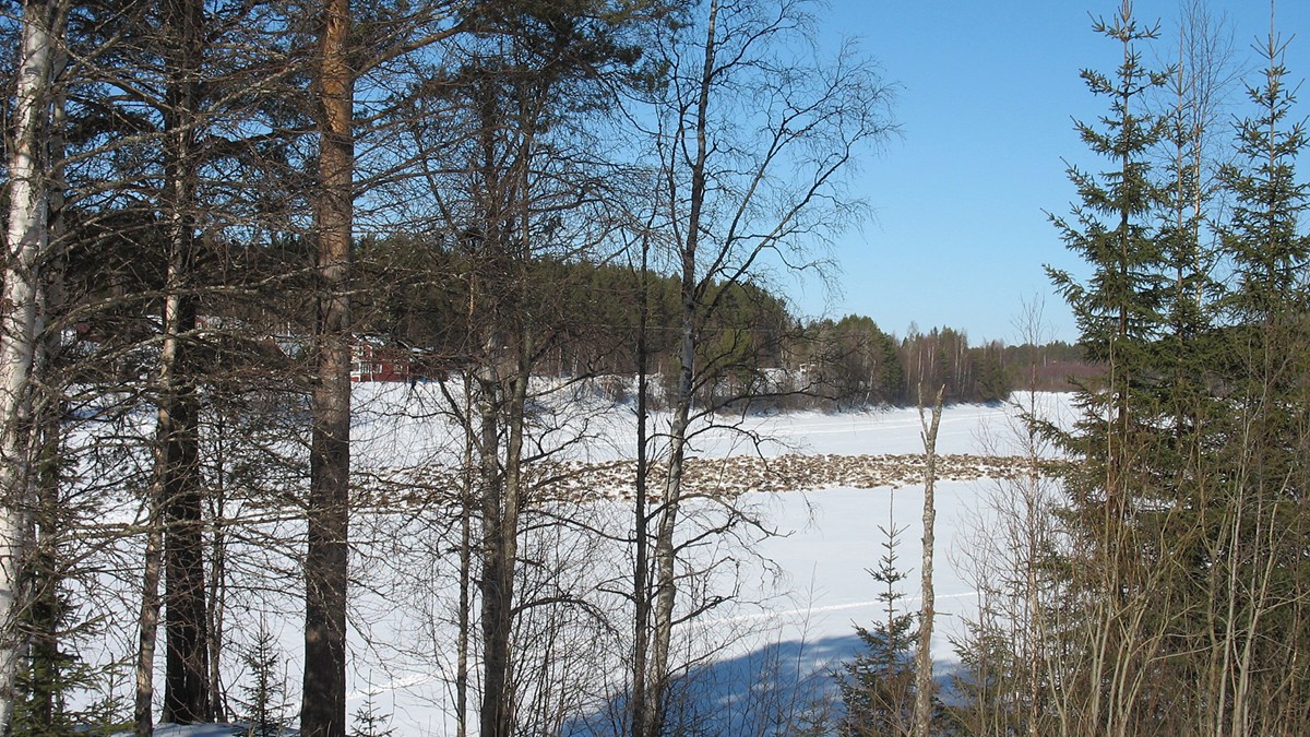 Reindeers on the Vindeln River. Photo: Thomas Sarri, SR Sámi Radio