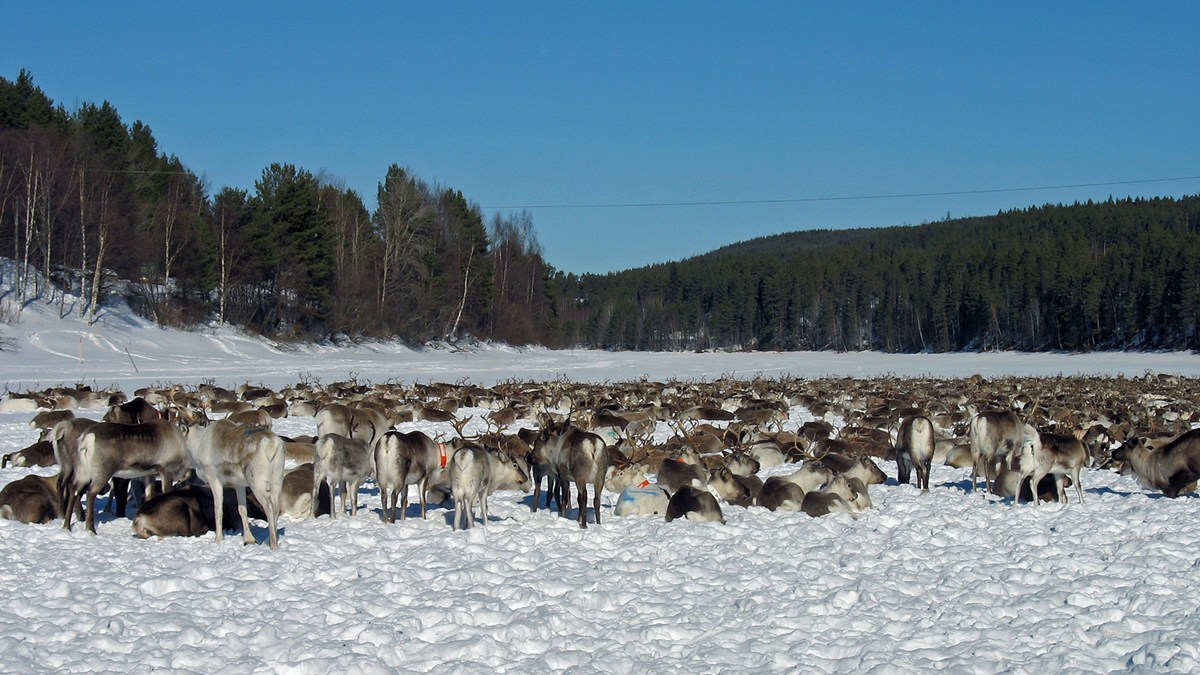 The herders taking a break. Photo: Thomas Sarri, SR Sámi Radio