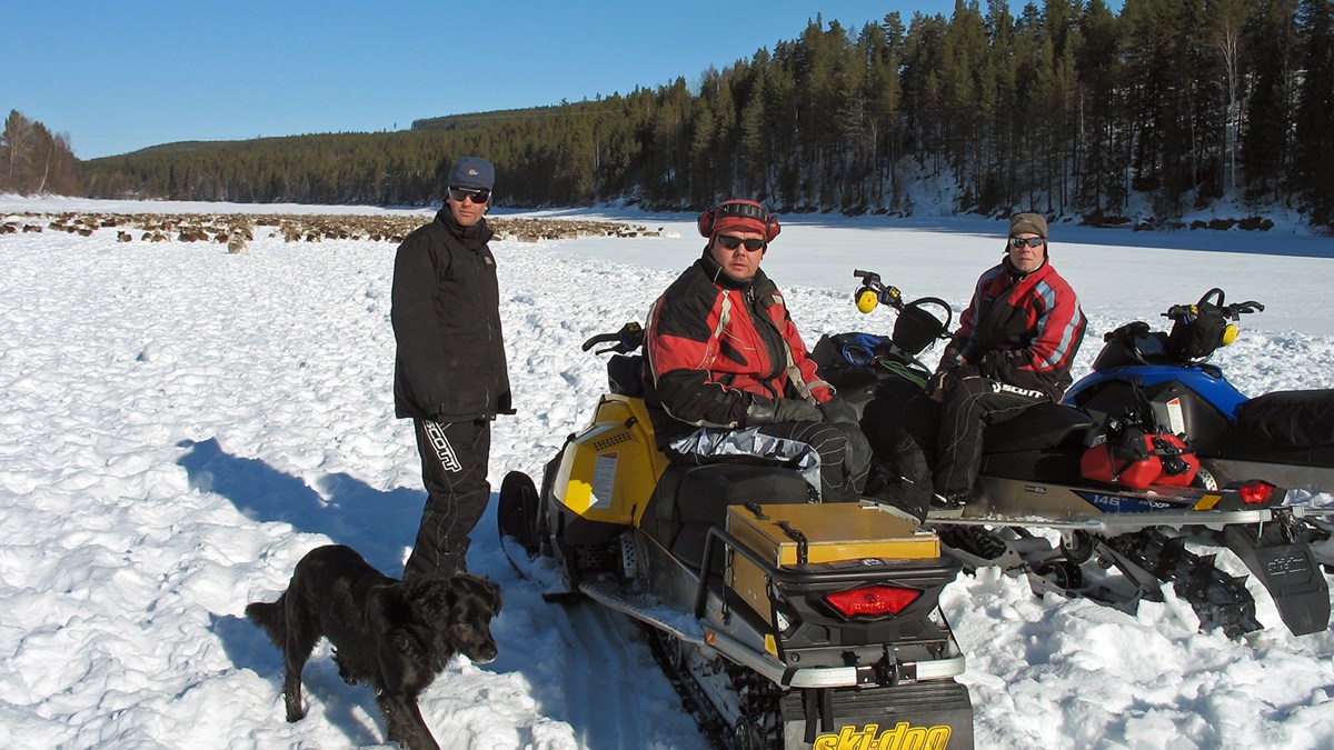 Reindeer herder Tomas Rhenfjell. Photo: Thomas Sarri, SR Sámi Radio