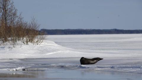 Saimaa ringed seals have had a difficult time in recent warmer winters. Image: Juha Taskinen