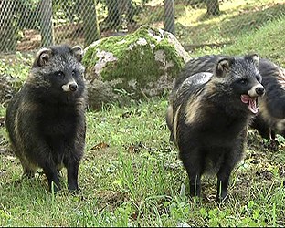 Sweden has a small population of racoon dogs in the north but experts now fear the animal could spread from Denmark to southern Sweden. Photo: Radio Sweden