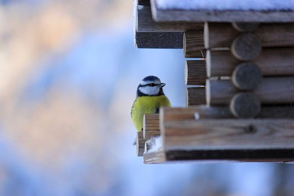 More light and a full craw are cause enough for a song. Image: Jukka-Pekka Leinonen, Hankasalmi. Yle.fi