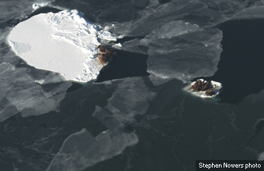 0105-extent-seaice-walrsus