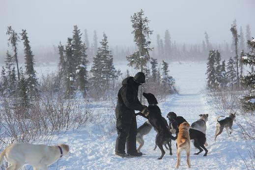 Taking dogs out for morning walk. Photo: Eilis Quinn, Radio Canada International.