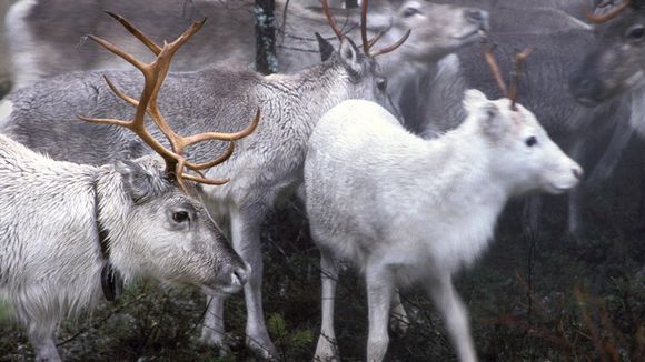 How will Lapland's Arctic ecosystem cope with climate change? Image: Juha Laaksonen. Yle Finland. 