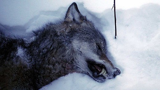 Wolf shot in 2010 near Kristinehamn in Sweden. File photo: Olivier Morin / Scanpix. Radio Sweden.