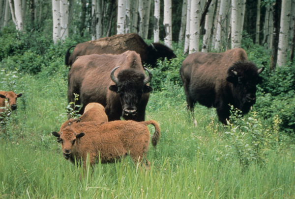 Wood_bison