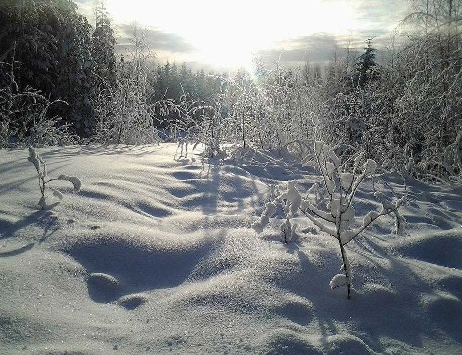 Snowy landscape. Photo: Marjaana Lahtinen. Yle.