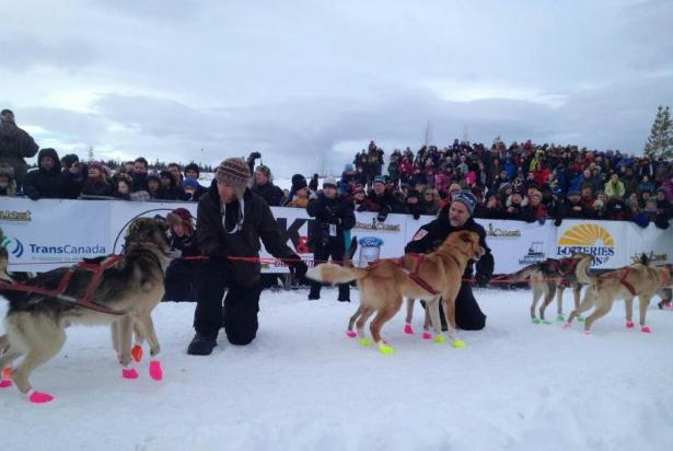 Handlers restrain a dog team at the start of the Yukon Quest in Whitehorse. Racing dogs often wear booties to protect their feet from extreme cold and abrasive new snow. Heather Avery/CBC