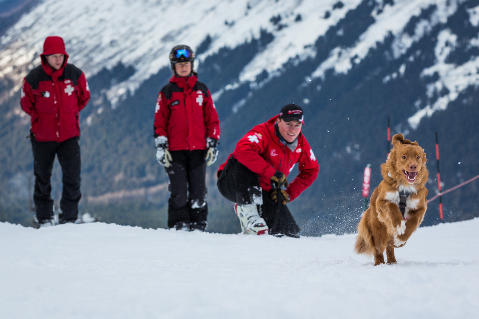 Yuki, patroller Tim Glassett's dog, runs towards a "buried" skier during a training. The dogs are trained to find people by scent, and are rewarded after each successful find. Jan 24, 2012. Photo: Loren Holmes. Alaska Dispatch.