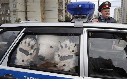 A Greenpeace activist, dressed as a polar bear, sits inside a police car after being detained outside Gazprom's headquarters in Moscow, Russia, Wednesday, Sept. 5, 2012. Russian and international environmentalists are protesting against Gazprom's plans to pioneer oil drilling in the Arctic. (AP Photo/Misha Japaridze