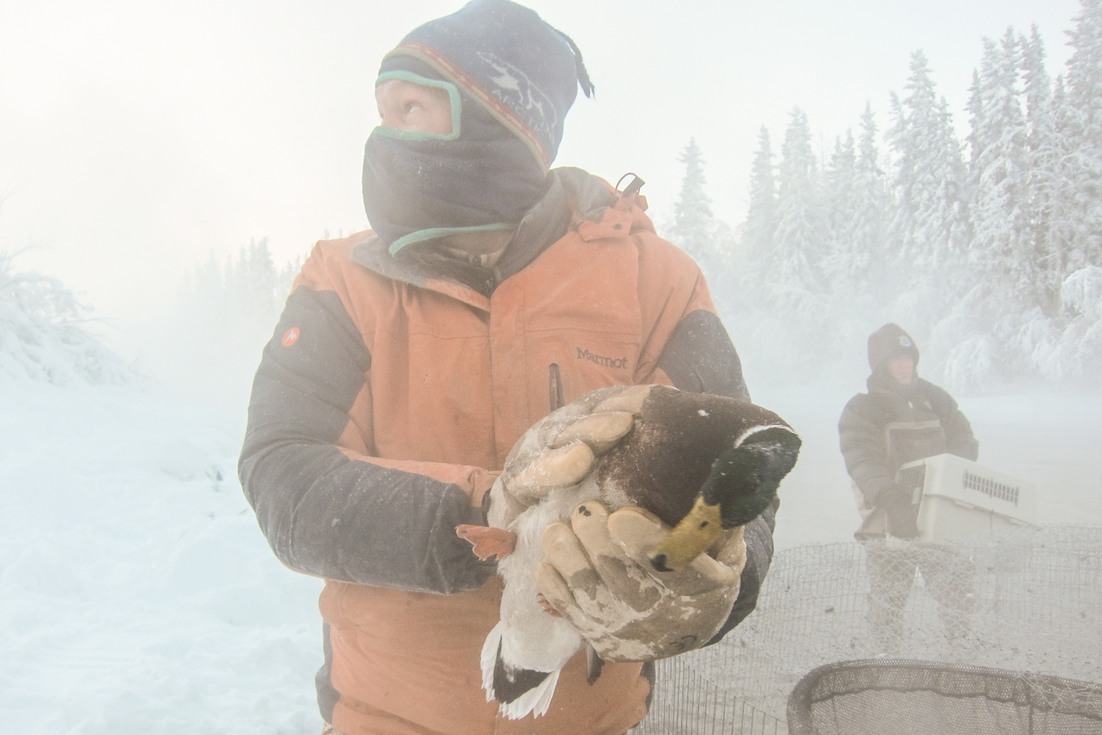 Mark Lindberg collects a mallard duck from the Chena River. The duck is part of a stable population in Fairbanks. December 15, 2012. Photo: Suzanna Caldwell.