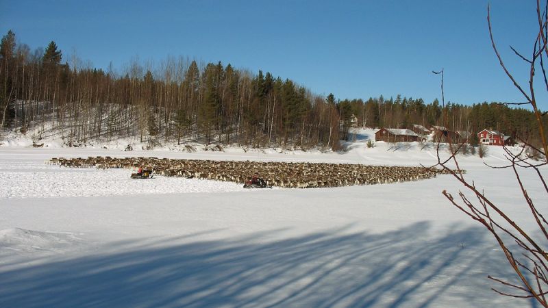 Reindeer in northern Sweden. Image: Radio Sweden.