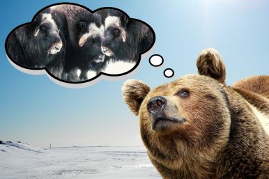 A brown (grizzle) bear thinks of musk oxen in the winter Arctic. Illustration: Loren Holmes. Alaska Dispatch. 