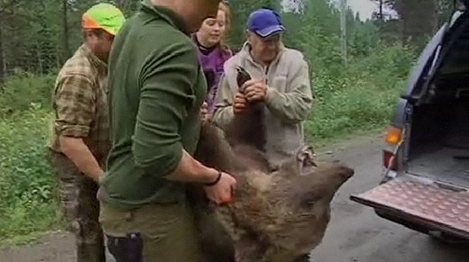 The Swedish bear hunt. Photo: SVT. Radio Sweden 