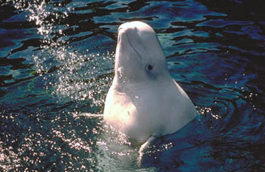 Beluga whale. Photo: NOAA. Alaska Dispatch.