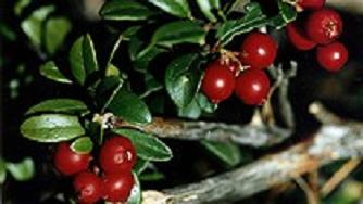 Ligonberries are a popular staple of Swedish food. Photo Radio Sweden.