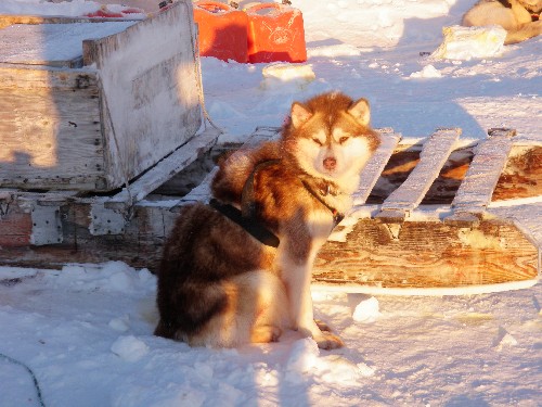 Sled dog waits near komatik at hunting camp near Clyde River, Nunavut. Photo Eilis Quinn