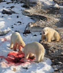 Three polar bears feast on a seal carcass along the western shore of Hudson Bay in Manitoba. Conservationist Darryll Hedman believes the seal likely washed ashore during high tide and was stranded. (Darryll Hedman/Manitoba Conservation)