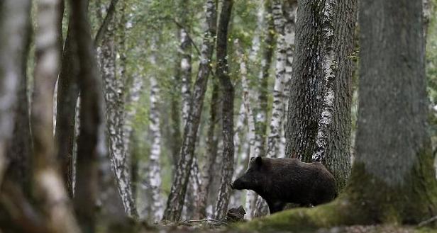 A picture taken on September 12, 2012 shows a wild boar in a forest in Rambouillet, near Paris. The wild boar population in Sweden has increased and can be a hazard on the roads. Photo: KENZO TRIBOUILLARD, AFP