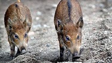 Sweden's wild boars are inciting heated debate across the nordic country as their popultion continues to increase. Image Radio Sweden.