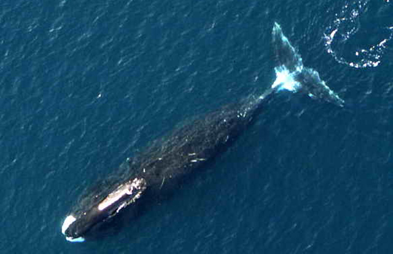 Bowhead whale. Photo: NOAA. Alaska Dispatch. 