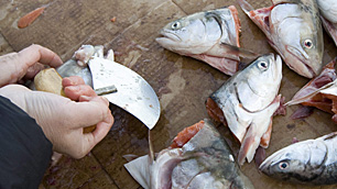 A traditional Inuit cutting tool known as an ulu is used to remove the eyes from Arctic char in this 2009 photo from Iqaluit. Canada reported no catches of fish from Arctic waters to the UN between 1950 and 2006. (Jonathan Hayward/Canadian Press)