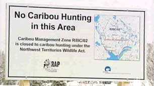 An interim ban on hunting caribou has been in effect since Jan. 1, covering areas considered to be the Bathurst caribou herd's winter grounds. (CBC)