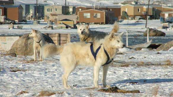 An Inuit sled dog team in Clyde River, Nunavut, as seen in the NFB documentary Qimmit: A Clash of Two Truths. The new documentary is being screened this weekend in Iqaluit. (National Film Board)