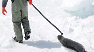 A seal hunter drags a harp seal back to his snowmobile during the annual hunt in the Gulf of St. Lawrence in 2005. Canada, which is fighting a European Union import ban on seal products, has maintained that the annual seal hunt is conducted humanely. (Jonathan Hayward/Canadian Press)