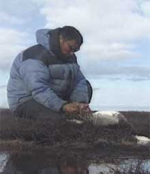 nuit who hunt snow geese from the spring well into the fall say they are worried about the oil spill's possible impact on the birds. (CBC)