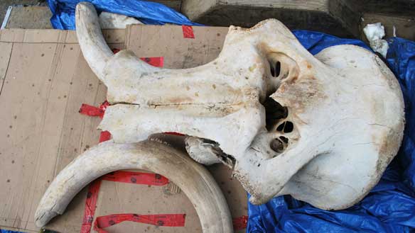 This woolly mammoth skull, discovered at a Klondike mining property last week, is about 1.5 metres long and about one metre wide. The tusks are more than 1.5 metres long. (Grant Zazula/Government of Yukon)