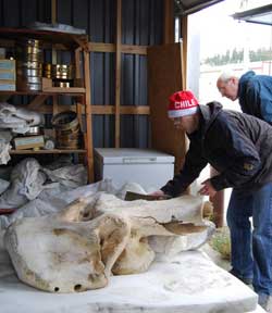 Grant Zazula, right, studies a massive woolly mammoth skull that was unearthed in June by a mining crew in central Yukon. Zazula has sent mammoth tusk and bone samples to scientists in Canada and Europe for use in medical and food research. (Grant Zazula/Government of Yukon)