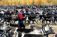 Reindeer herding is a major part of Sami life