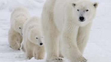 Under Parks Canada's proposed regulation changes, certain visitors in national parks where polar bears are present would be allowed to carry and use firearms, in order to protect themselves. Photo by Jonathan Hayward, Canadian Press.