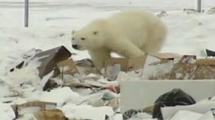 A polar bear rummages through garbage at the dump in Arviat, Nunavut, in November 2009. Residents in Arviat, Rankin Inlet and Whale Cove have reported seeing polar bears near or in their communities in recent days. (CBC)