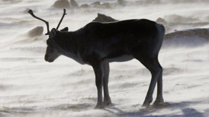 A wild caribou roams the tundra near Baker Lake, Nunavut, in March 2009. A 2008 survey done by the Nunavut government shows the Qamanirjuaq caribou herd has remained stable over the years. (Nathan Denette/Canadian Press)