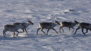 More research is needed to determine what factors drive caribou away from mine sites, according to wildlife biologist Kim Poole. (Nathan Denette/Canadian Press)