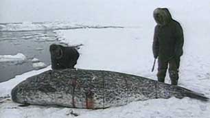 Hunters in Nunavut cut up a harvested narwhal in this file image. Inuit have harvested narwhal for generations for their skin and blubber, as well as for the long tusks on the males. (CBC)