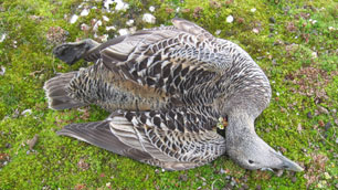 This common eider duck is dead as a result of avian cholera. Other bird species in northern Canada have been infected, but common eiders have been hit particularly hard. (Helen Jewel/Environment Canada)