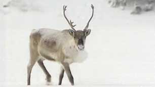 The Bathurst caribou herd's population has dropped from about 128,000 in 2006 to 32,000 last year, according to N.W.T. government surveys. (CBC)