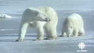 There are quotas on how many polar bears can be hunted annually in Nunavut. Hunters in Iqaluit are looking for an increase to their quota, which is usually set at 23. (CBC)