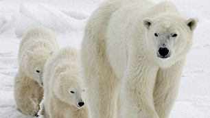 A polar bear mother and her two cubs walk along the shore of Hudson Bay near Churchill, Man. in 2007. There are an estimated 900 to 1,000 polar bears in the southern Hudson Bay region. (Jonathan Hayward/Canadian Press)