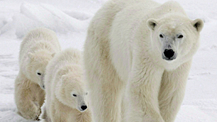 A polar bear and her cubs walk along the shore of Hudson Bay near Churchill, Man., in 2007. An estimated 900 to 1,000 polar bears live in the southern Hudson Bay region. (Jonathan Hayward/Canadian Press)