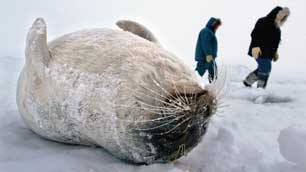 Inuit who hunt seal for food and pelts fear a U.S. proposal to list ringed seals as a threatened species could endanger their livelihoods. (Kevin Frayer/Canadian Press)