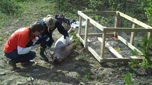 Ontario forensic researchers Katie Bygarski, left, and Helene LeBlanc, studied this pig carcass and others that were left to rot at the Whitehorse dump over the summer. (Dave Croft/CBC)