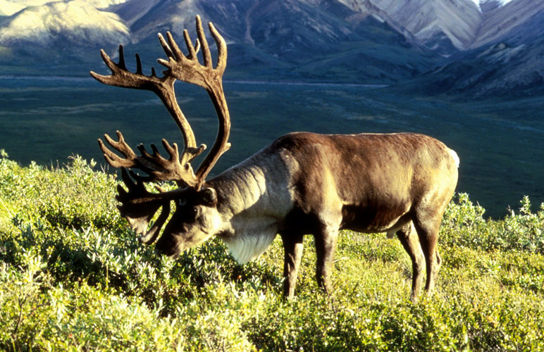 A caribou grazes during the late summer. Photo courtesy U.S. Fish and Wildlife Service 