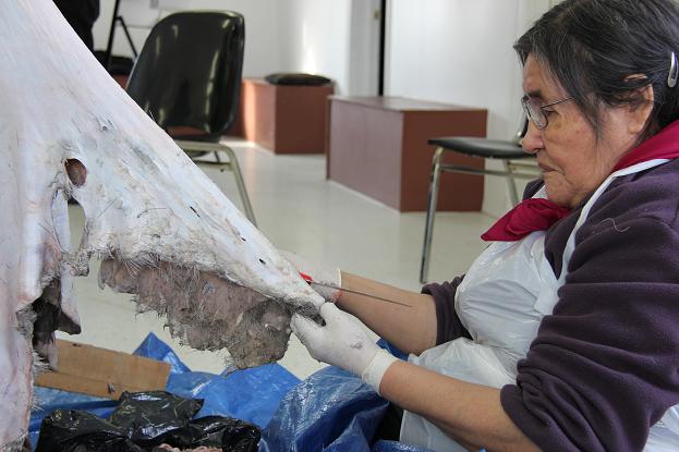 Edler preparing skin in Deline. Photo: Eilís Quinn, Radio Canada International