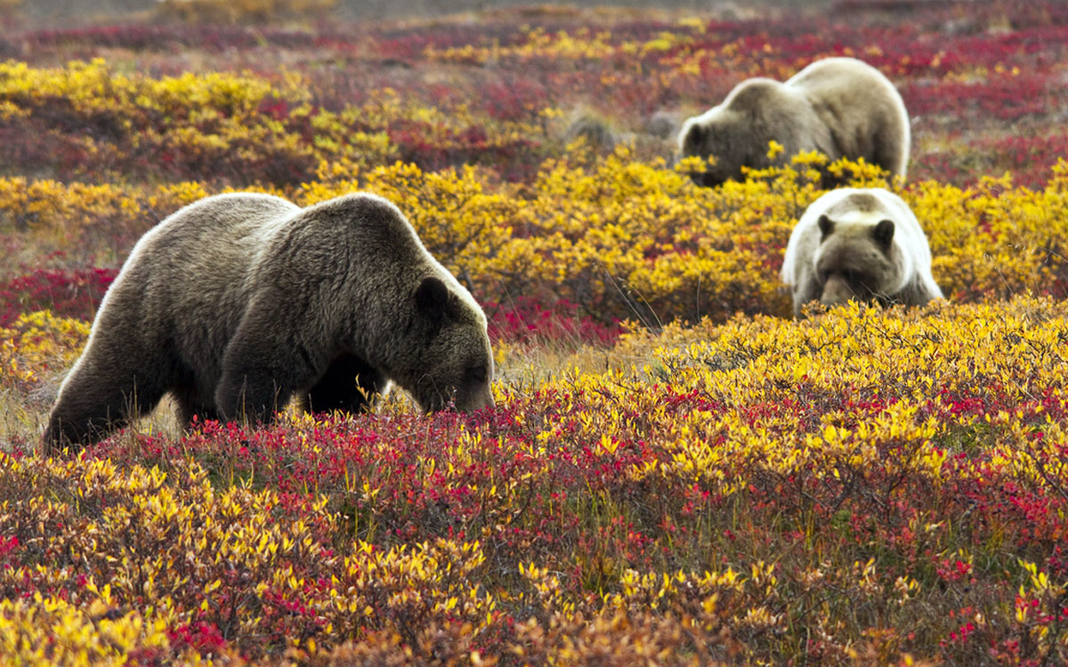 Grizzly bears in blueberries at Denali National Park and Preserve in the Alaska interior. Photo: Jacob W. Frank. Alaska Dispatch. 